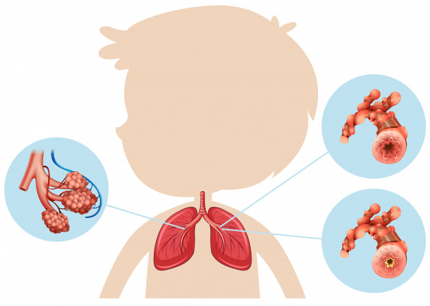 Ciências 4º Ano Fundamental - O sistema respiratório humano: o que é, funções e partes componentes, o sistema respiratório e a poluição atmosférica.