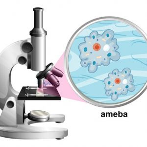 Ciências 4º Ano Fundamental – Protozoários: o que são esses microrganismos? Doenças causadas por protozoários, seus vetores e como podemos nos prevenir.