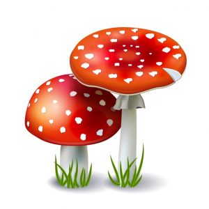 Ciências 4º Ano Fundamental – Conhecendo os fungos: definição de fungos, usos dos fungos na culinária, fermentação e malefícios dos fungos: mofo e doenças causadas por fungos.