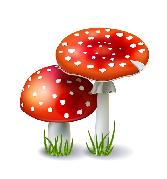 Ciências 4º Ano Fundamental - Conhecendo os fungos: definição de fungos, usos dos fungos na culinária, fermentação e malefícios dos fungos: mofo e doenças causadas por fungos.
