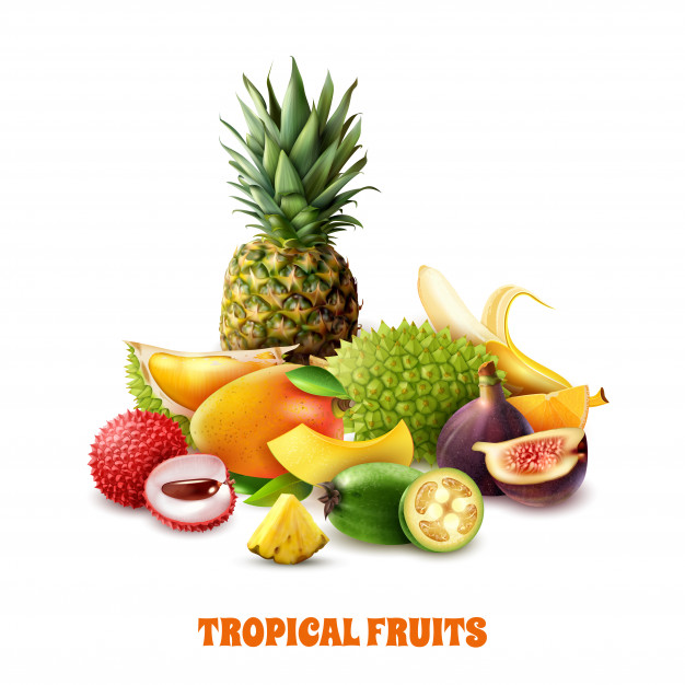 Geografia 8º Ano Fundamental - Agricultura na América Latina e América Anglo-Saxônica, produção agrícola na América Latina, exploração florestal na América do Sul, frutas tropicais, passado colonial e reforma agrária na América Latina, agricultura itinerante e análise de mapa e produção agrícola.