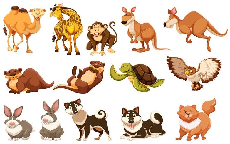 Ciências 5º Ano Fundamental - As classificações dos animais vertebrados.