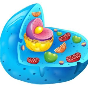 Ciências 8º Ano Fundamental – Seres vivos unicelulares e pluricelulares, as células humanas e vegetais, a estrutura da célula humana (Membrana Plasmática, Citoplasma e Núcleo) e divisão celular: meiose e mitose.