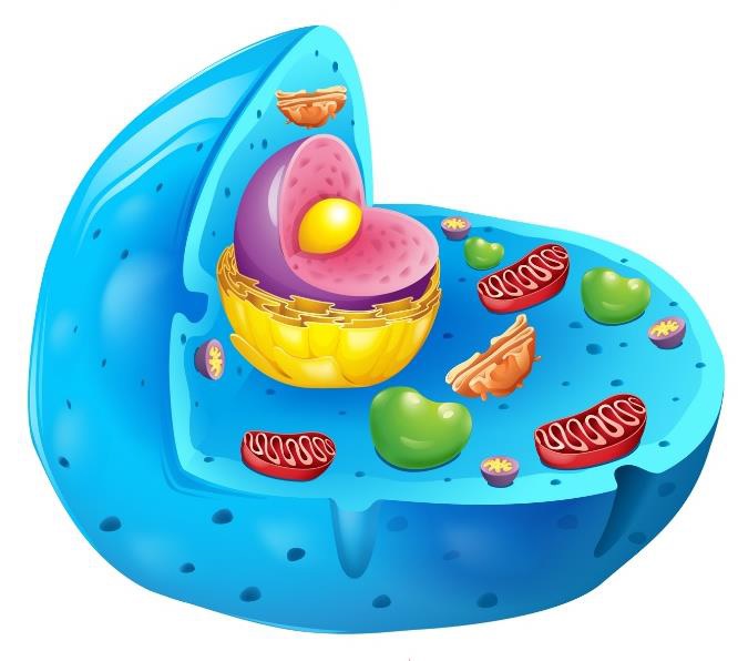 Ciências 8º Ano Fundamental - Seres vivos unicelulares e pluricelulares, as células humanas e vegetais, a estrutura da célula humana (Membrana Plasmática, Citoplasma e Núcleo) e divisão celular: meiose e mitose.