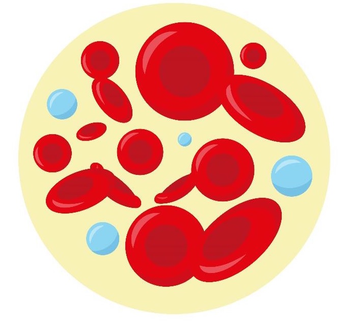Ciências 8º Ano Fundamental - Reconhecimento das hemácias e dos leucócitos, as hemácias e as suas Funções, os leucócitos e suas funções, a Anemia, o Sistema Linfático e o Sistema Imunológico, Sistema ABO e a Transfusão de Sangue.