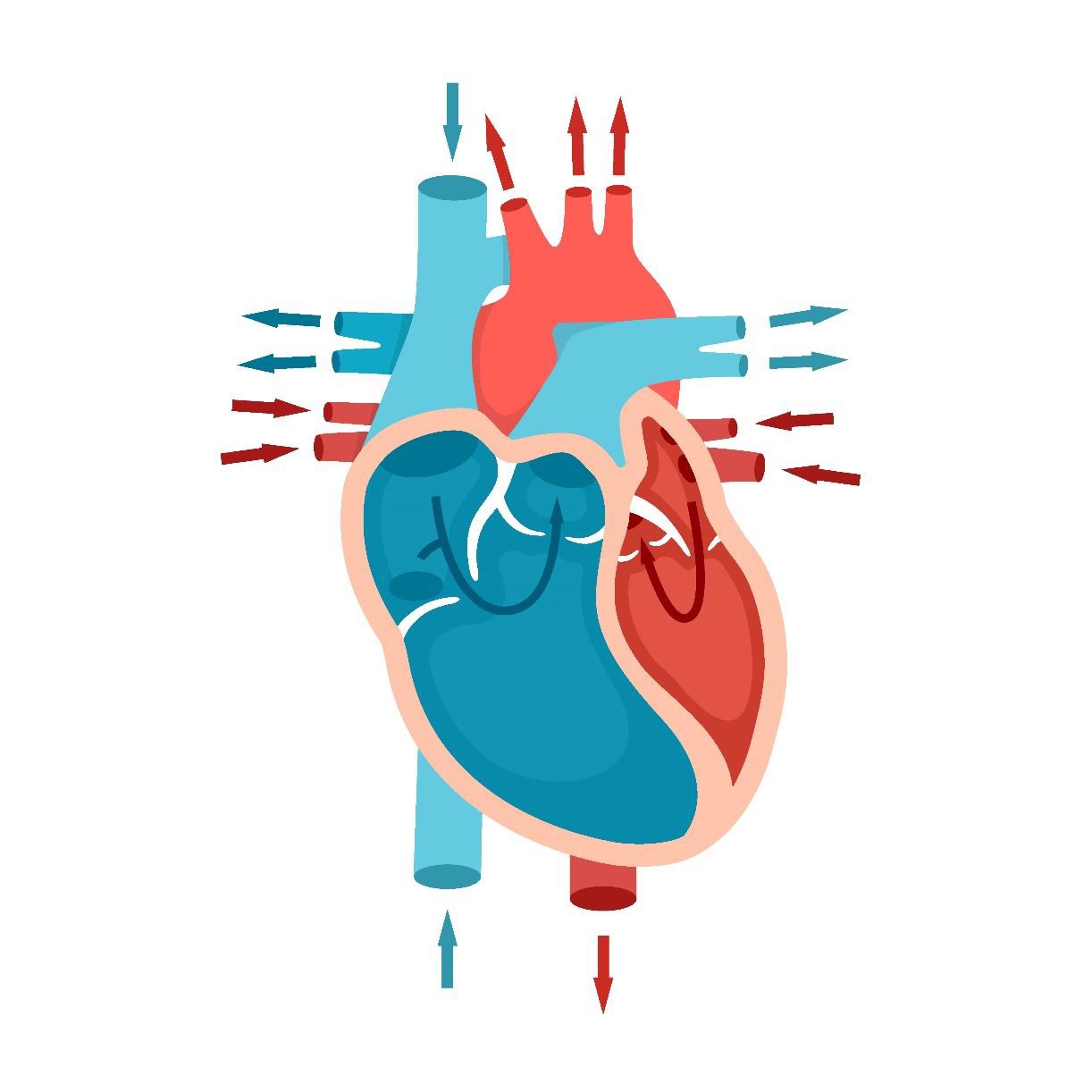 Ciências 8º Ano Fundamental - O Sistema Circulatório, o coração e as suas funções, os vasos sanguíneos e a Circulação Pulmonar.