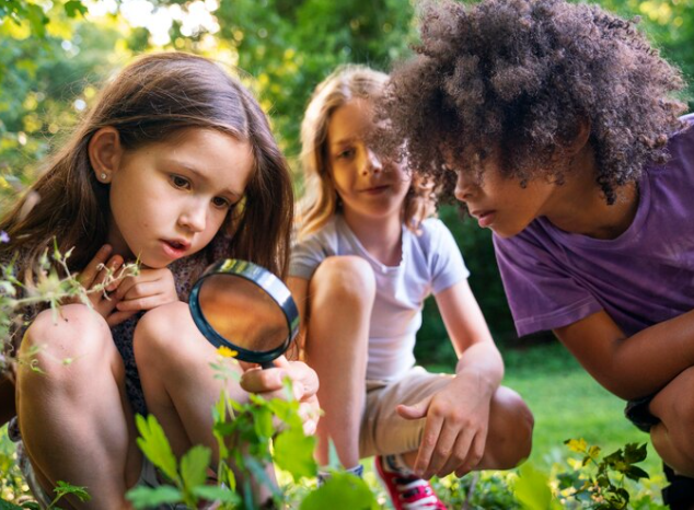 Apostila de Ciências – As partes de uma planta (raiz, caule, folhas, flores e frutos) e as suas funções – Habilidade BNCC: EF02CI06.